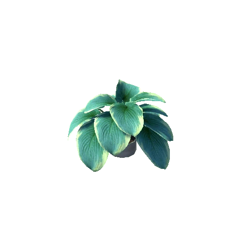 Plant 07